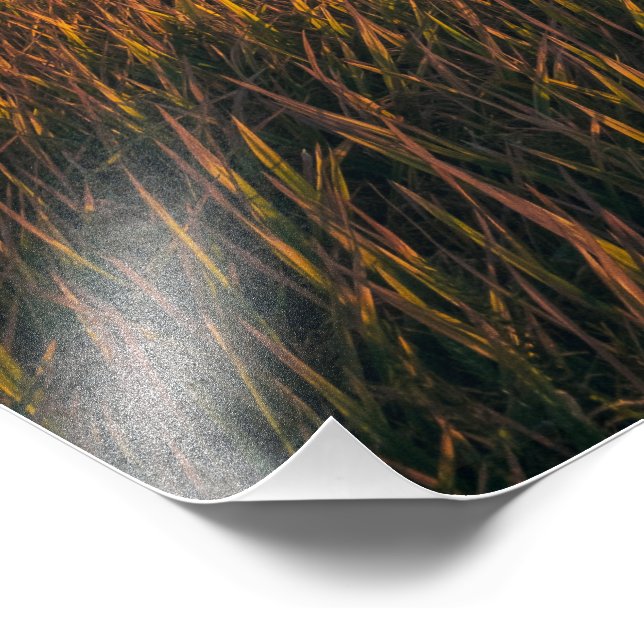 Campos do ouro no Sunset | Foto de Paisagem Tranqu (Borda)