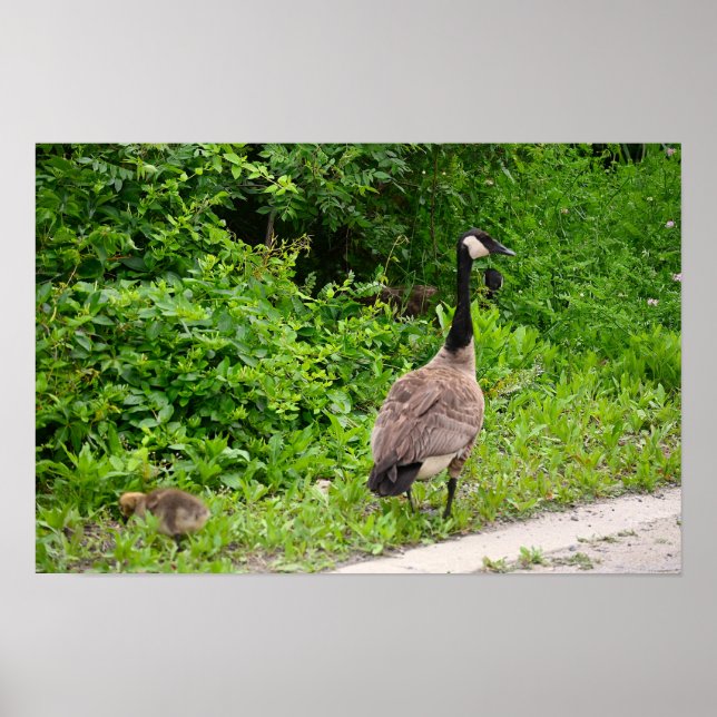 Canada Goose and Gosling Poster (Frente)