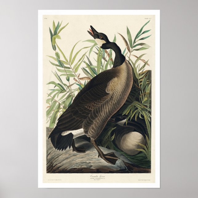 Canadá Goose by Audubon Poster (Frente)