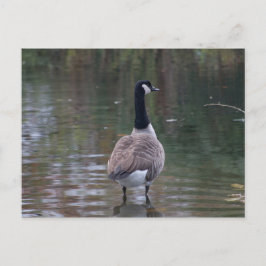 Canada Goose em pé no cartão postal de água rasa