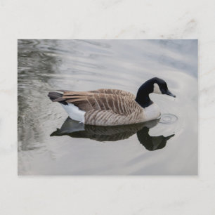 Canada Goose Natation em água vívida Cartão postal