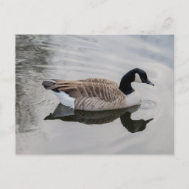 Canada Goose Natation em água vívida Cartão postal