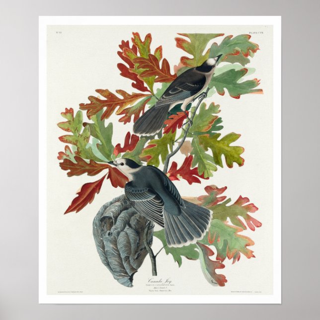 Canada Jay by Audubon Poster (Frente)
