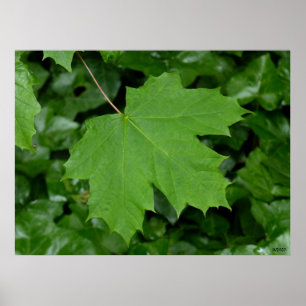 Canadá Poster Canadá Maple Leaf Souvenir Impress