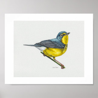 Canada Warbler Art Impressão