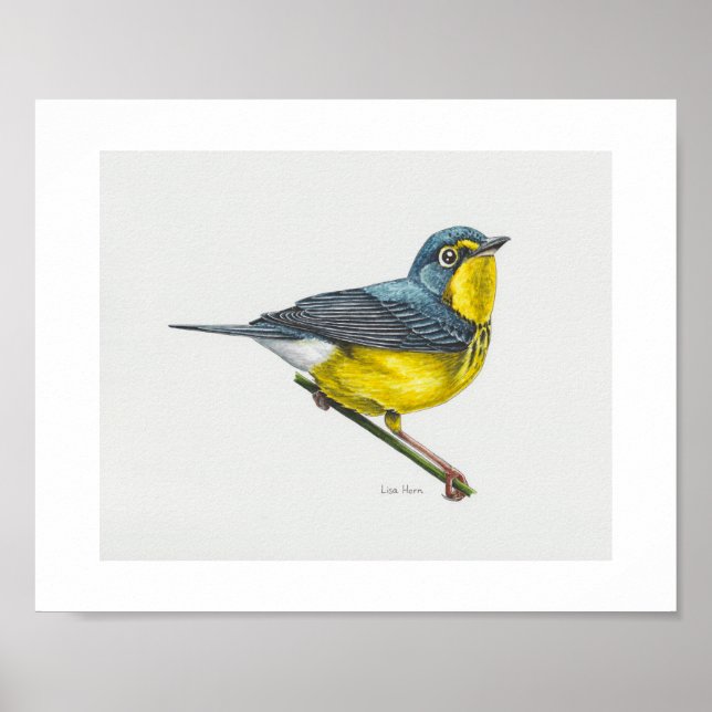Canada Warbler Art Impressão (Frente)