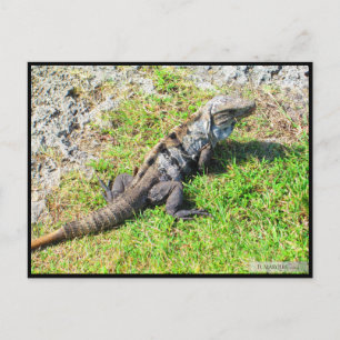 CANCUN Nº 16 CARTÃO POSTAL