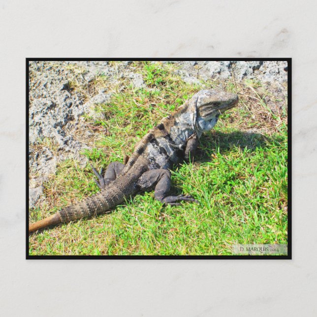 CANCUN Nº 16 CARTÃO POSTAL (Frente)