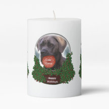 Cane Corso Natal
