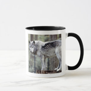 CANECA 24114488