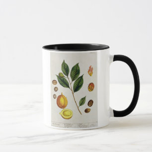 Caneca A noz-moscada, chapeia 353 "de um erval curioso",