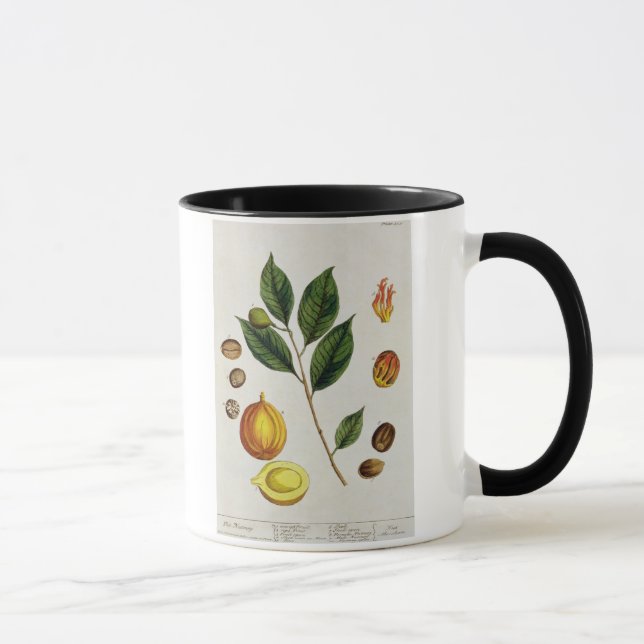 Caneca A noz-moscada, chapeia 353 "de um erval curioso", (Direita)