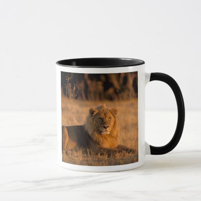 Caneca África, Botsuana, Delta do Okavango. Leão (Panther (Direita)
