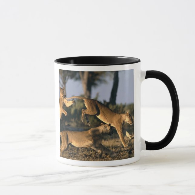 Caneca África, Botsuana, Parque Nacional Chobe, Leões (Direita)