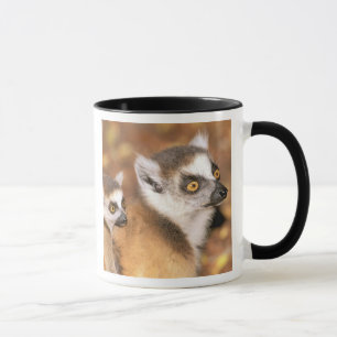Caneca África, Madagascar, reserva privada de Berenty