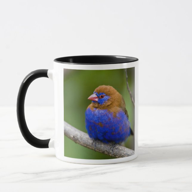 Caneca África. Quênia. Grenadier Roxo (Esquerda)