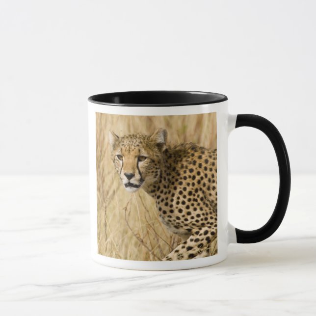 Caneca África. Quênia. Guepardo no Samburu NP. (Direita)