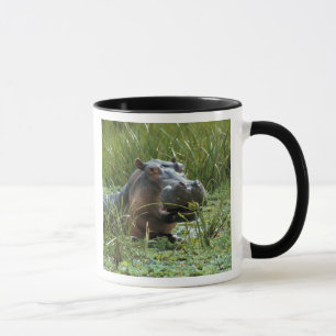 Caneca África, Quênia, Masai Mara NR. Uma hipopótamo mãe