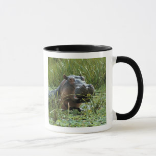 Caneca África, Quênia, Masai Mara NR. Uma mãe hippo