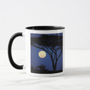 Caneca África, Tanzânia, Tarangire. Árvore de Acácia em