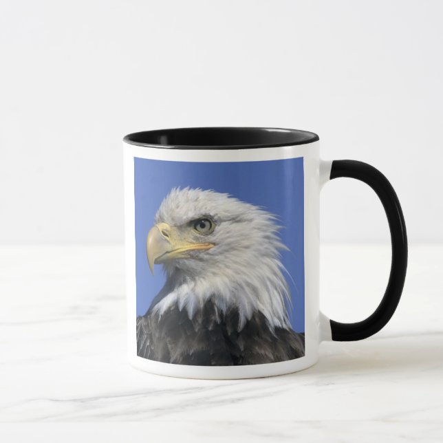 Caneca Águia Americana, (Haliaeetus leucocephalus), selva (Direita)