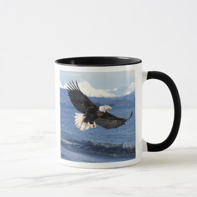 Caneca águia-careca, Haliaeetus leuccocephalus, em voo (Direita)
