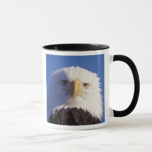 Caneca águia-careca, Haliaeetus leucocephalus, foto da ca