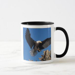 Caneca águia-pescadora-americana, Haliaeetus leuccocephal