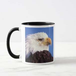 Caneca águia-pescadora, Haliaeetus leucocephalus, close u