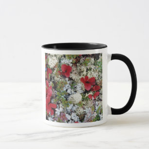 Caneca Alasca, Parque Nacional Denali, Tundra Ártica é