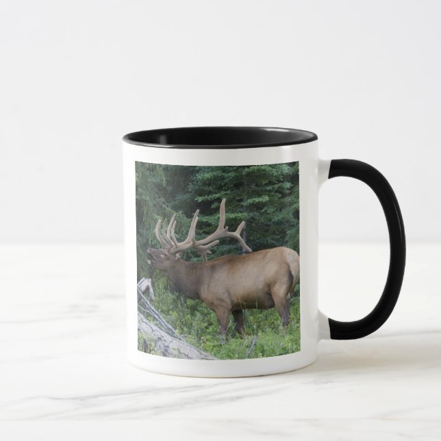Caneca Alce buglando no Parque Nacional Banff, Canadá. (Direita)