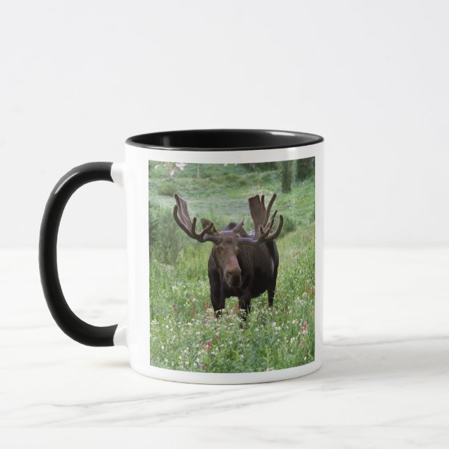 Caneca Alce macho Alces alces) em flores silvestres, (Esquerda)