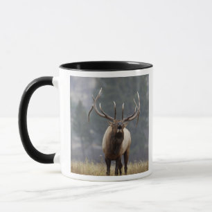Caneca Alce macho bramando, Parque Nacional Yellowstone,