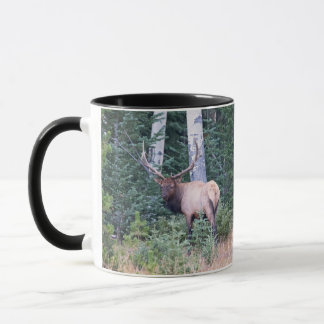 Caneca Alce-touro em montanhas do Colorado