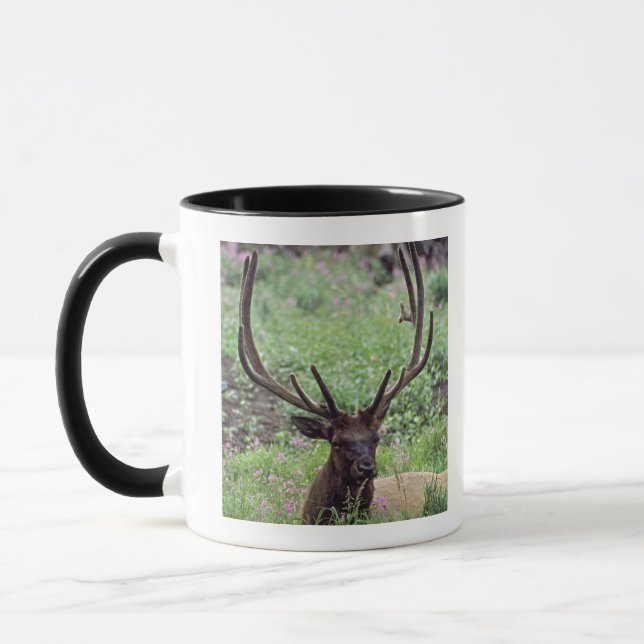 Caneca Alces de Bull que descansam no prado alpino com (Esquerda)