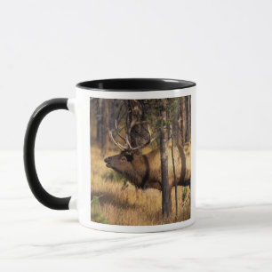 Caneca alces, elaphus do Cervus, cornetins do touro no