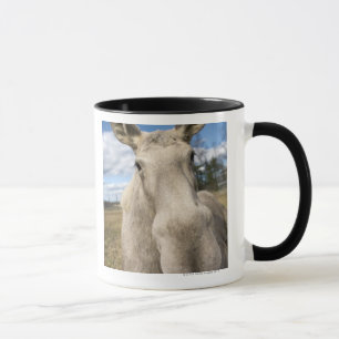 Caneca Alces em um campo, Sweden.