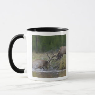 Caneca Alces machos lutando, Yellowstone NP, Wyoming