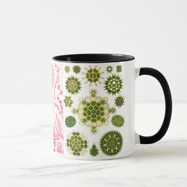 Caneca algas verdes, várias, haeckel (Direita)
