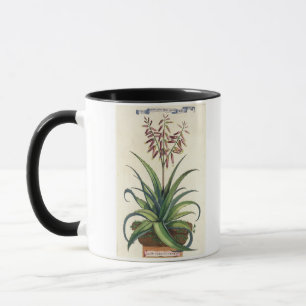 Caneca Aloés Vera vulgar, de "Phytographia Curiosa", p