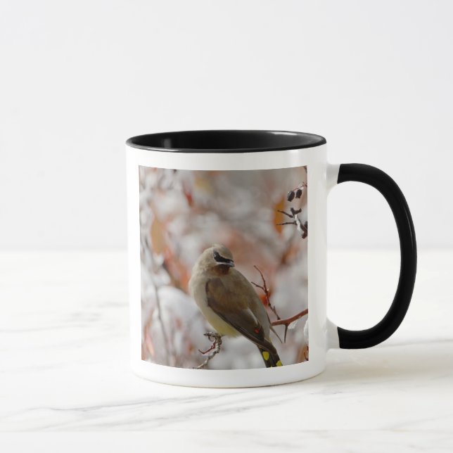 Caneca Ambosia-de-cera adulta em pilriteiro com neve, (Direita)