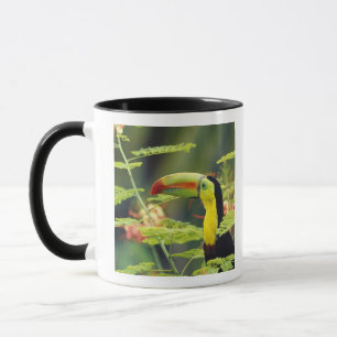 Caneca América Central, Honduras. Tucano-de-bico-preto