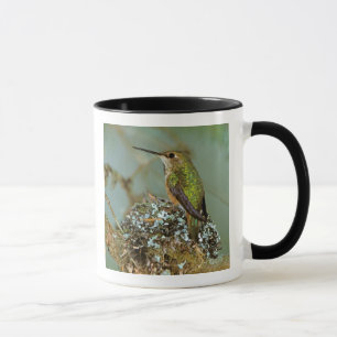 Caneca América do Norte, EUA, Alasca. Beija-flor-ruivo