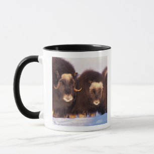 Caneca América do Norte, EUA, Alasca, Círculo Polar Ártic