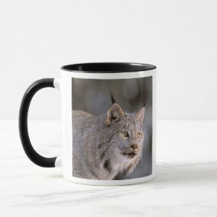Caneca América do Norte, EUA, Alasca, Haines. Lynx (Felis