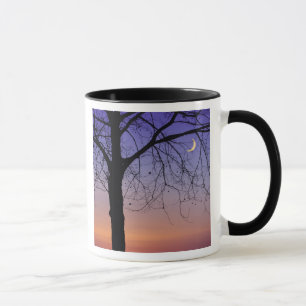 Caneca América do Norte, EUA, Flórida, Mt. Dora, o