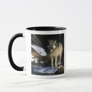 Caneca América do Norte, EUA, Minnesota. Lobo (Canis