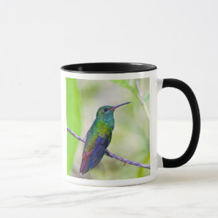 Caneca América do Sul, Costa Rica, Sarapiqui, La Selva