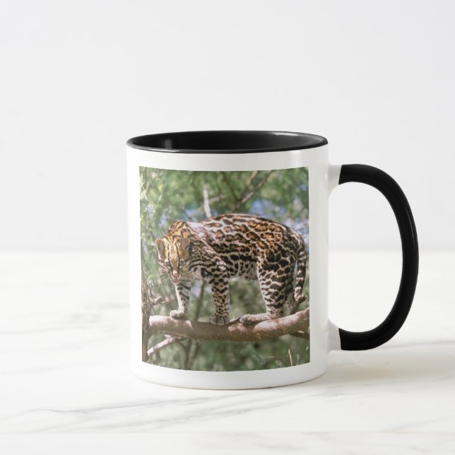 Caneca América do Sul, Equador, Amazônia. Ocelote (Direita)
