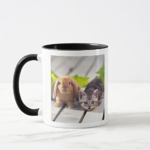 Caneca Americano Shorthair; são o mais popular e a